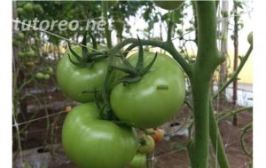 Tutor para cultivo de tomates