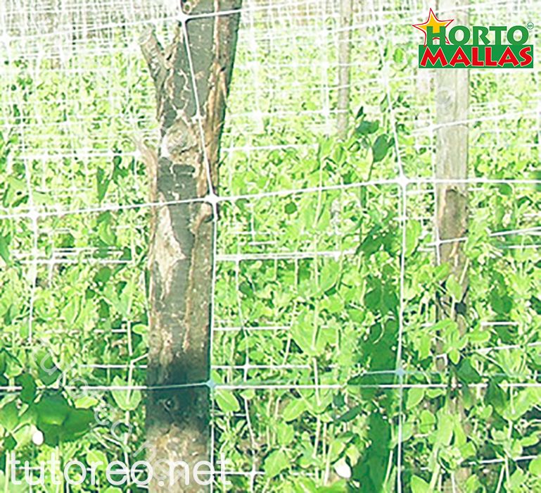 HORTOMALLAS permite la intensificación de los cultivos, especialmente en el caso de pepino u otras cucurbitáceas