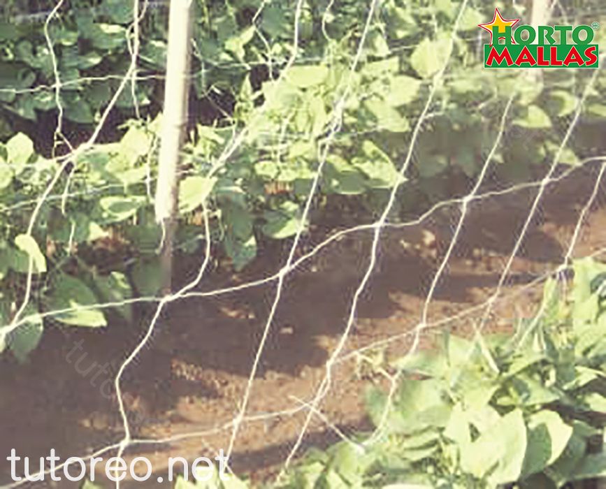 Una buena malla espaldera permite ser re-utilizada varias veces, alternando cultivos conforme las condiciones fitosanitaria del campo lo permita
