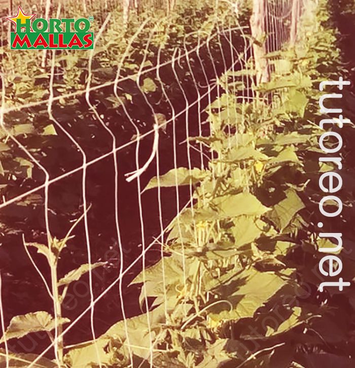 HORTOMALLAS permite a la planta de guiarse naturalmente hacia lo alto apoyándose orgánicamente contra la malla o usando los cuadros de la malla como puntos para enredar sus guias