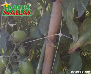 Plantas de tomate entutoradas 