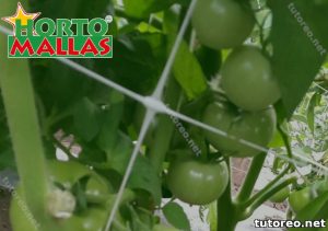 Campo de plantas de tomate y malla para tutorear