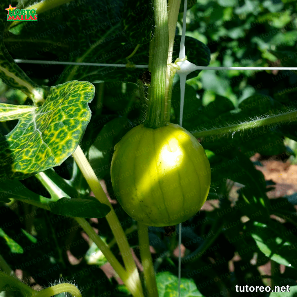 Melón con malla tutora