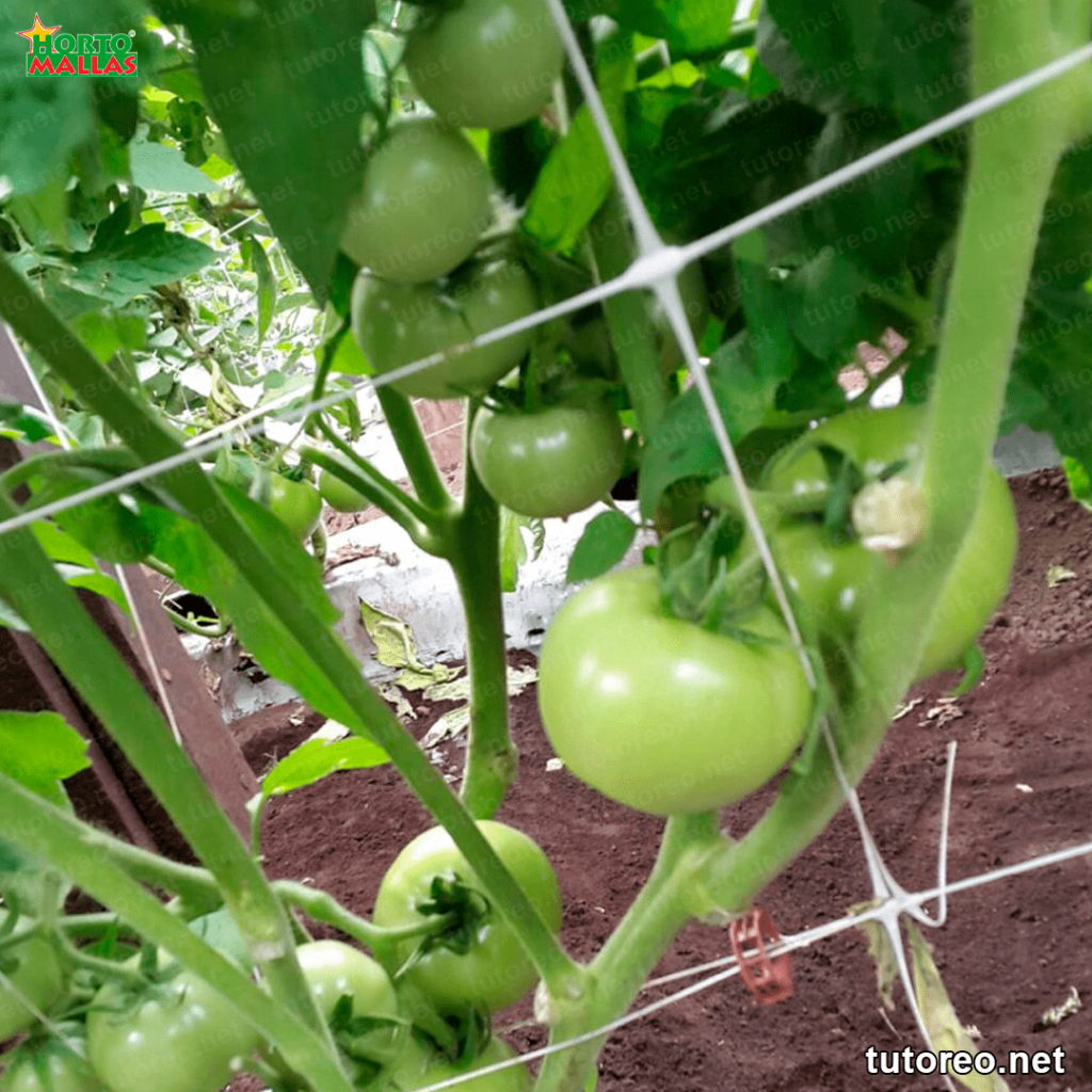 envarado cultivo de tomates